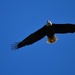 Another from Headlands State Park