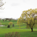 Trees on a golf course by mittens