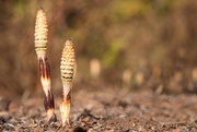9th Apr 2025 - Field horsetail