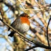 Fluffed up! by bigmxx