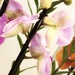 Orchids Galore  by rensala