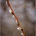 Pussy Willow by gardencat