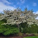 Ornamental Cherry