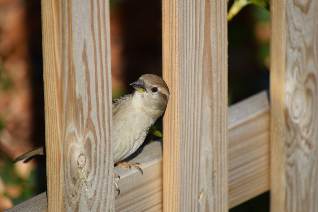 Mrs Sparrow by dragey74