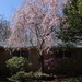 Spring Tree by yesfantina