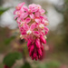 Redflower currant by haskar