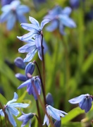 9th Apr 2025 - Blue and Green