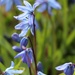 Blue and Green by 365projectorgheatherb