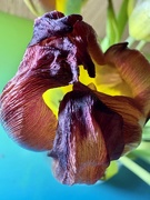 9th Apr 2025 - Dead Tulip