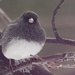 Dark-Eyed Junco  by radiogirl