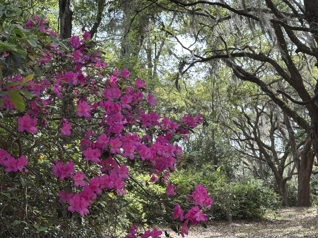 Azaleas and live oaks by congaree