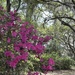 Azaleas and live oaks