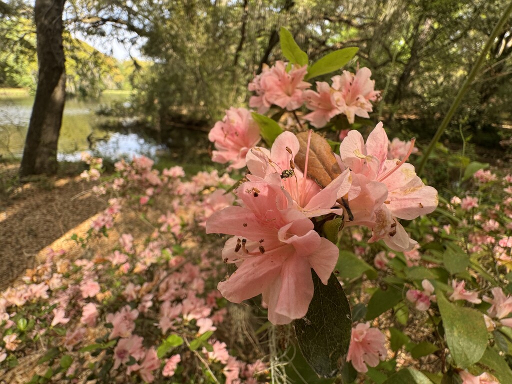 Azaleas by congaree