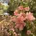 Azaleas