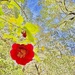 Camellia and Spring trees photo art