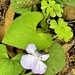 Wild violet