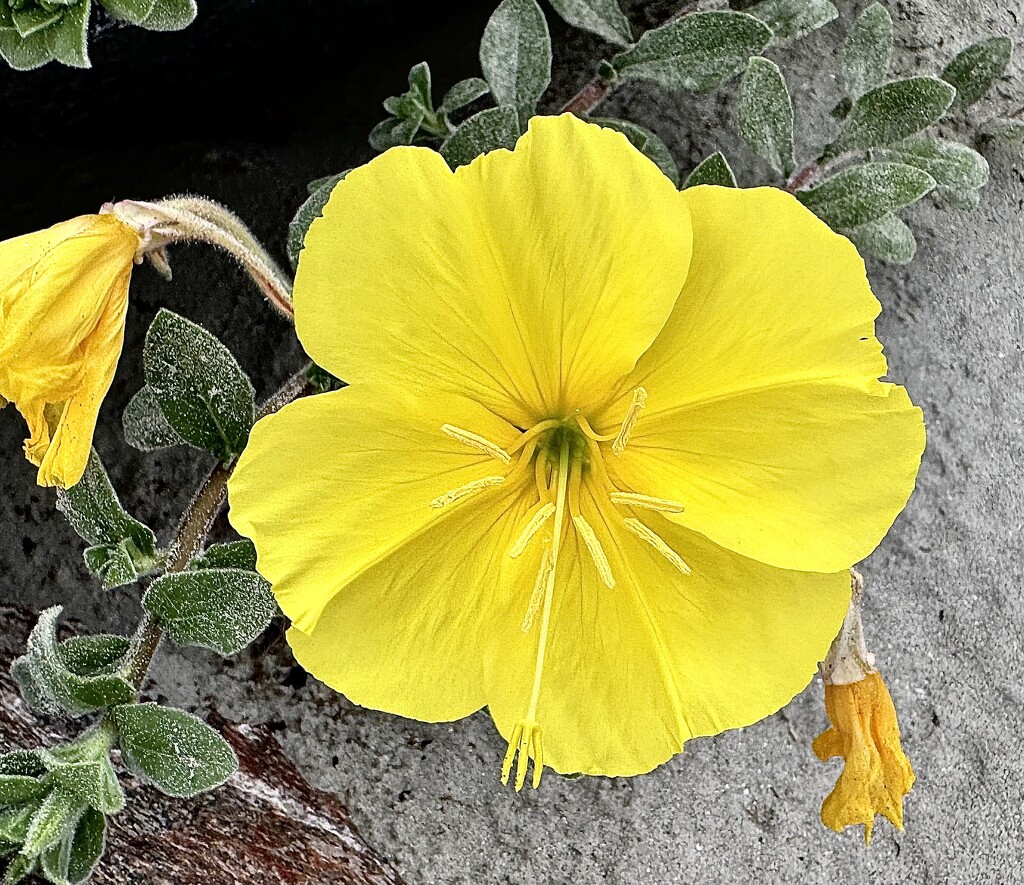 Evening primrose by congaree