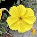 Evening primrose