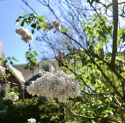 10th Apr 2025 - When Lilacs Last in the Dooryard Bloom