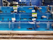 9th Apr 2025 - Poissons d'Avril: Day 9-- Market Fish 
