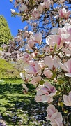 10th Apr 2025 - Magnolia