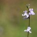 Oldfield toadflax...