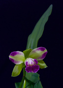 10th Apr 2025 - My Cattleya Is Flowering Again DSC_8305