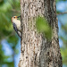 Oak Tree Feast