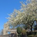 St. Marys Blossom 