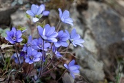 10th Apr 2025 - Anemone hepatica