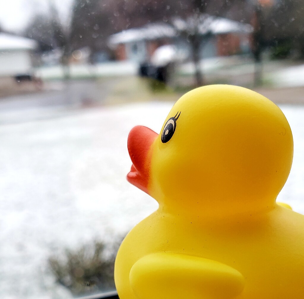 Oh No! More Snow by susn824