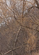 10th Apr 2025 - Golden Branches