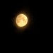 Early morning moon