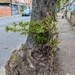 Grafted 