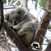 snug as a ... by koalagardens