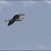 8 - Heron in Flight