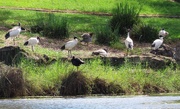 11th Apr 2025 - More Ibis ~