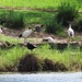 More Ibis ~