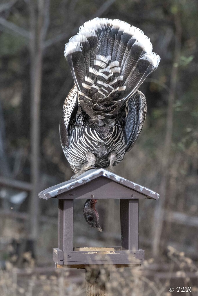 Turkey Isn't Clear on the Concept by taffy
