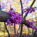Redbud tree in bloom by librarymom
