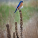 Bluebird Hangout
