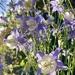 Columbine 