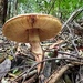 Forest floor