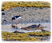 11th Apr 2025 - Curlew And Oystercatcher By A Loch
