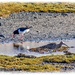 Curlew And Oystercatcher By A Loch