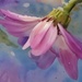 Senetti~~~~