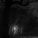 Light in the woods-2 by darchibald