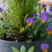 Dainty Violas