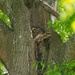 LHG_9732Barred Owl on her nest in the tree by rontu