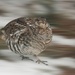 Grouse by radiogirl